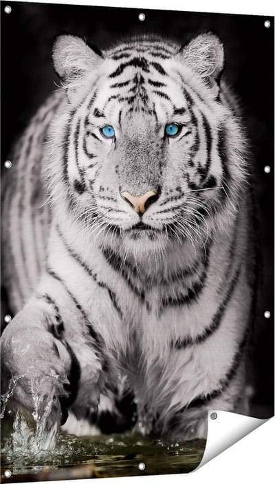 Gards Tuinposter Tijger met Blauwe Ogen - Zwart Wit - 80x120 cm - Tuindoek - Tuindecoratie - Wanddecoratie buiten - Tuinschilderij