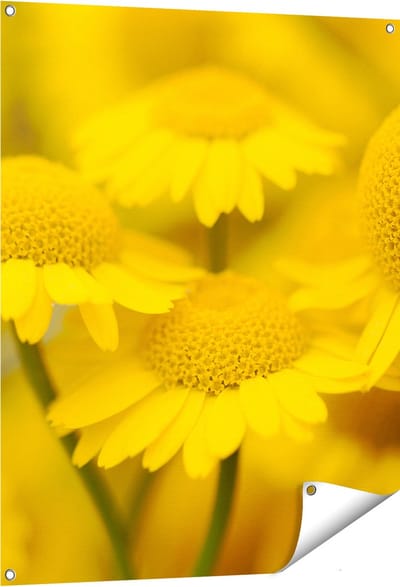 Gards Tuinposter Gele Kamille Bloemen - 80x100 cm - Tuindoek - Tuindecoratie - Wanddecoratie buiten - Tuinschilderij