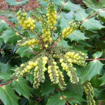 Mahonia Japonica 'Hivernant' - Mahoniestruik;Druifstruik 50-60 cm pot