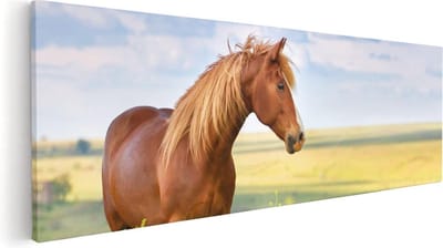Artaza Canvas Schilderij Paard In Weiland - 60x20 cm - Wanddecoratie Dieren - Muurdecoratie Woonkamer - Kamer Accessoires Natuur