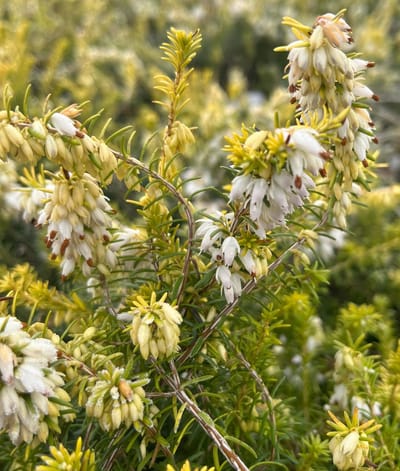 Winterheide Geel/Wit - 10 Stuks - Erica darleyensis 'Golden Perfect' - P9.5 - Plant - Tuinplant - Heide
