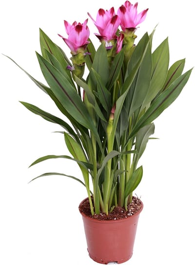 Bloomique - Curcuma Siam - Siamese Tulp - Kamerplanten - Luchtzuiverend - Bloeiend - Hoogte 40-50 cm - Pot 14 cm