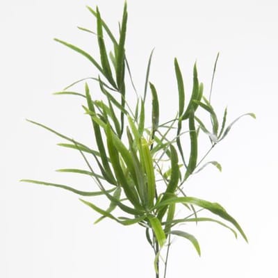 50x Aspar.falcatus 40cm