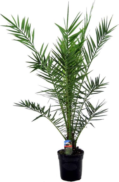 Bloomique - Phoenix Canariensis - Canarische Dadelpalm - Palmboom Winterhard - Tuinplanten - Hoogte 100-120 cm - Pot 21 cm
