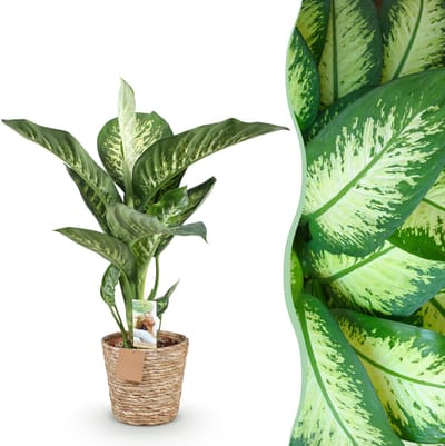 Plantenboetiek.nl | Green is... Diefenbachia Tropic Snow - Dieffenbachia - Weinig onderhoud - met mand - Groen - Ø21cm - 90-100cm hoog - Kamerplant - Groenblijvend