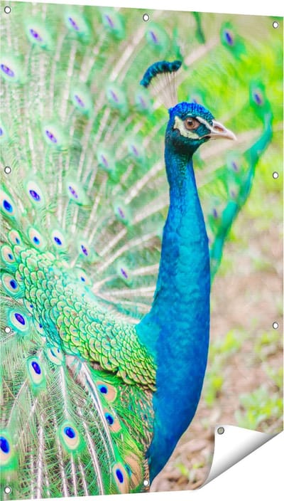Gards Tuinposter Pauw met Kleurrijke Veren - 80x120 cm - Tuindoek - Tuindecoratie - Wanddecoratie buiten - Tuinschilderij