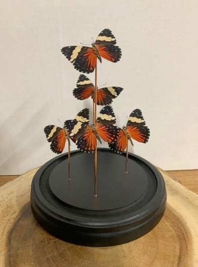 Opgezette Vlinders in Stolp - Vlinder In Glazen Stolp - Vlinderstolp Glas - Bruin - 23 cm