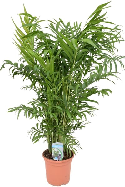 Chamaedora Elegans - Hoogte 95cm - Pot 20cm