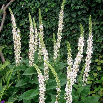 6 x Verbascum Nigrum Album - Toorts pot 9x9cm