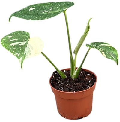 Monstera Thai Constellation Kamerplant Potmaat Ø10,5 cm |Vers Van De Kweker