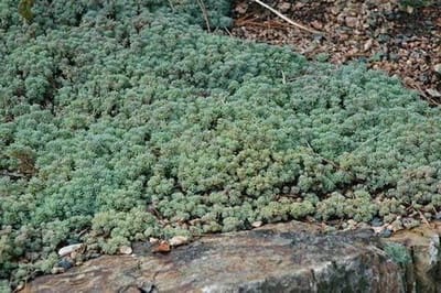 Sedum Hispanicum Spagnolo - Bodembedekker Succulente - Tuinieren en Groen - Makkelijk te kweken - 30 zaden - Groen