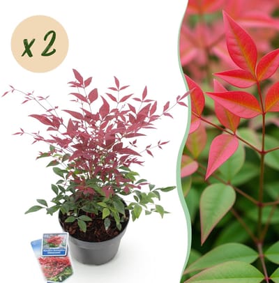 Green boutiQ - Tuinplant - Nandina Obsessed - Rood - 2 Planten - Groenblijvend - Weinig Onderhoud - Pot 17cm Hoogte 35 - 45cm