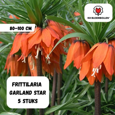 Bloembollen - Fritillaria Garland Star 3st. - KH Bloembollen® - bijzondere bloembol - donker oranje - 5 stuks - Cadeau - Tuin - Vers van de teler!