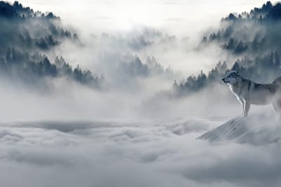 CANVASDOEK WOLF IN SNEEUW | Wanddecoratie | 30 CM x 20 CM | Canvas | Foto op canvas | Schilderij | Aan de muur | Natuur | Dieren