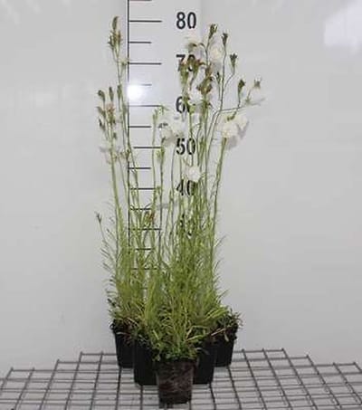 6x Klokje - Campanula pers. 'Alba' | 9x9 cm pot