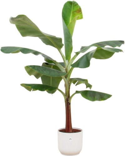 Combi deal - Bananenplant (Musa) inclusief elho Vibes Fold Round wit Ø22 - 120 cm