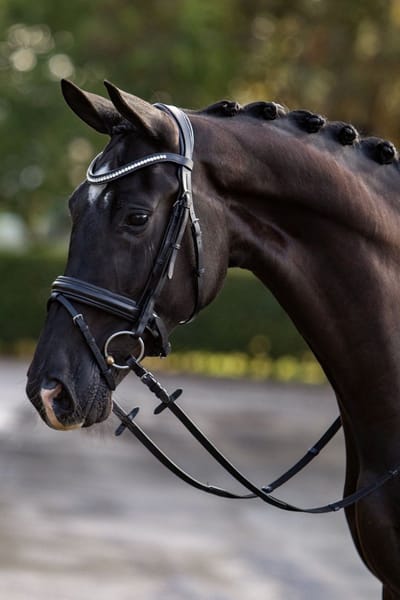 HB Showtime Hoofdstel Stars - Zwart - Cob