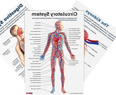 Anatomie Poster - Zenuwstelsel Diagram - Studie Ondersteuning - 16 Delige Set - 25.5x20.5 cm - Enkel kenmerk