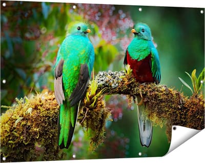 Gards Tuinposter Twee Groene Quetzal Vogels op een Tak - 120x80 cm - Tuindoek - Tuindecoratie - Wanddecoratie buiten - Tuinschilderij