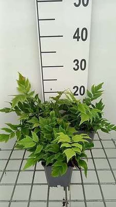 6x Jzervaren 'Clivicola' - Cyrtomium fort. 'Clivicola' | 9x9 cm pot