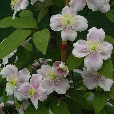 Clematis Montana 'Rubens' - Bosrank - 50-60 cm pot: Snelgroeiende klimplant met zachtroze bloemen in het voorjaar.