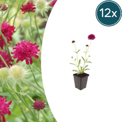 Tuinplantenshop.com | Knautia macedonica | 12 stuks - Ø9cm - 10-25cm hoog - Tuinplant