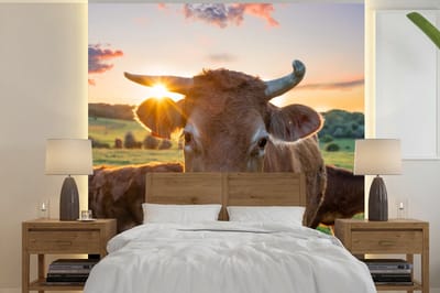 Behang - Fotobehang Koeien - Zon - Weiland - Platteland - Breedte 350 cm x hoogte 350 cm