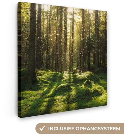 Bomen - Bos - Mos - Planten - Zon - Natuur