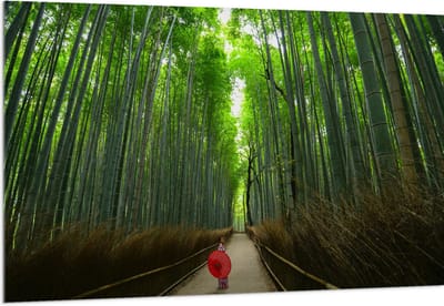 Acrylglas - Bamboe Bomen met Japanse Paraplu - 150x100 cm Foto op Acrylglas (Wanddecoratie op Acrylaat)