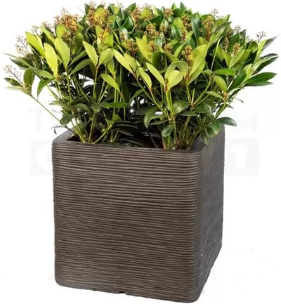 Pot vierkant Rib NL 40x40x40 zwart + skimmia