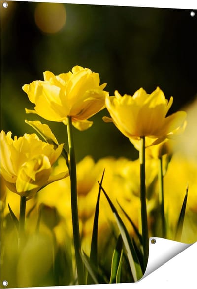 Gards Tuinposter Gele Tulpen - Bloemen - 80x100 cm - Tuindoek - Tuindecoratie - Wanddecoratie buiten - Tuinschilderij