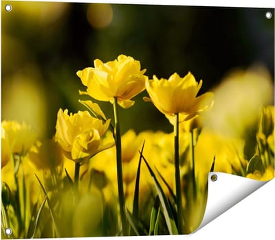 Gards Tuinposter Gele Tulpen - Bloemen - 80x60 cm - Tuindoek - Tuindecoratie - Wanddecoratie buiten - Tuinschilderij