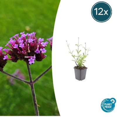Trendyplants - Verbena bonariensis 'Lollipop' - 12 stuks - IJzerhard - Winterhard - Hoogte 10-30 cm - Potmaat Ø9cm