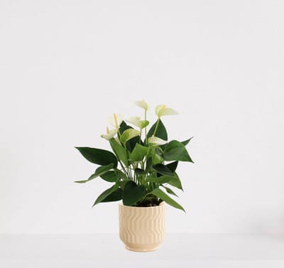 Anthurium Wit in sierpot Jacky vanille – bloeiende kamerplant – flamingoplant – 40-50cm - Ø13 – geleverd met plantenpot – vers uit de kwekerij