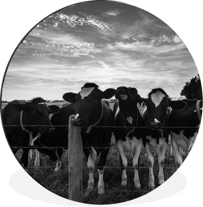 WallCircle - Wandcirkel - Muurcirkel - Koeien - Boerderij - Dieren - Zwart - Wit - Aluminium - Dibond - 140x140 cm - Binnen en Buiten