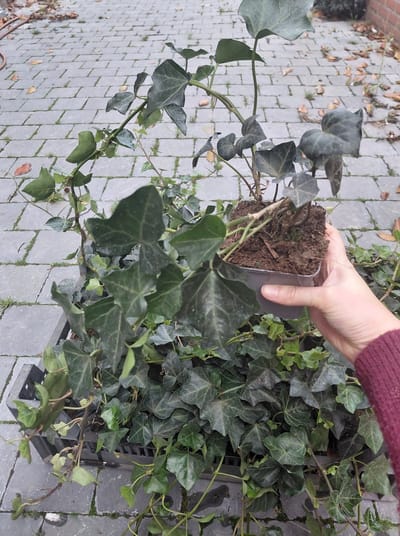 12 stuks Hedera Hibernica - klimop - P9 (9X9) pot met reeds lange uitlopers - voor een mooie, groenblijvende haag - goed voor ongeveer 2 lopende meter haag