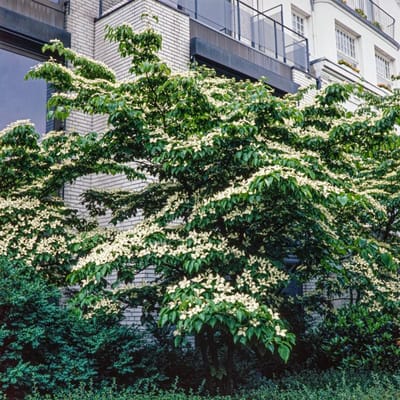 Plants Online BV - Planten - Set van 1 - Japanse grootbloemige Kornoelje