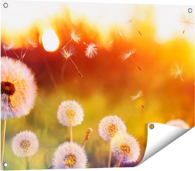 Gards Tuinposter Paardenbloemen tijdens Zonsondergang - 80x60 cm - Tuindoek - Tuindecoratie - Wanddecoratie buiten - Tuinschilderij