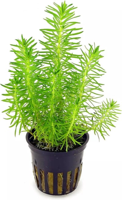 Moerings Pogostemon Erectus in 5 cm pot