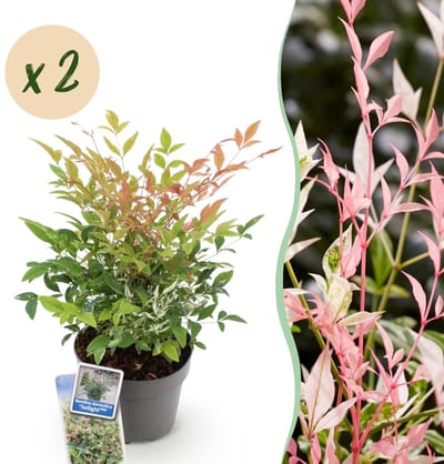 Green boutiQ - Tuinplant - Nandina Twilight - Bont & Roze - 2 Planten - Groenblijvend - Weinig Onderhoud - Pot 17cm Hoogte 35 - 45cm