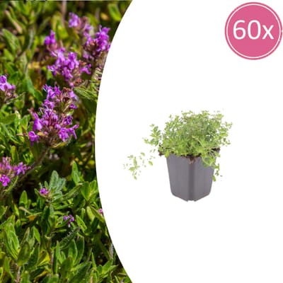 Tuinplantenshop.com | Thymus serpyllum | 60 stuks - Ø9cm - 10-25cm hoog - Tuinplant