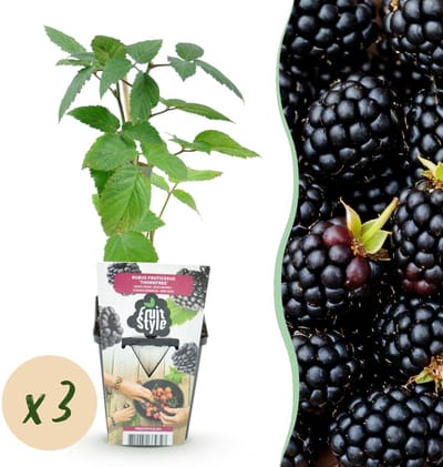 Green boutiQ - Fruitplanten - Doornloze Braam - Rubus Thornfee - Winterhard - 3 Planten - Pot 9 cm - Zwarte Braam
