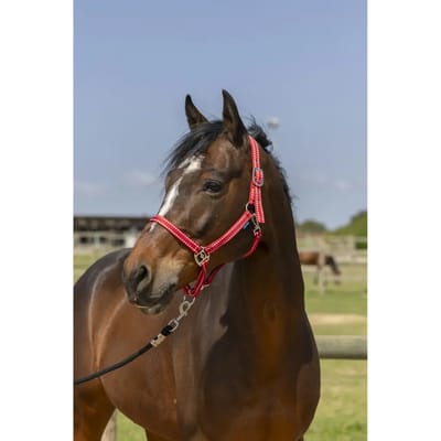 Halster voor paarden Norton Grooming