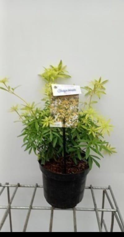 Choisya tern. 'Goldfingers®' ('limo') - Mexicaanse Oranjebloesem 25- 30 cm in pot