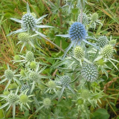 Vlakke kruisdistel (Eryngium Planum) - Blue Hobbit - Kruisdistel - Vaste planten - Bijen-Vlinders - Snijbloemen - Zomerbollen