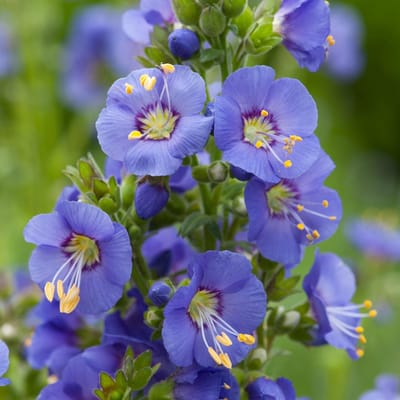 6 x Polemonium Caeruleum -  Jakobsladder pot 9x9cm