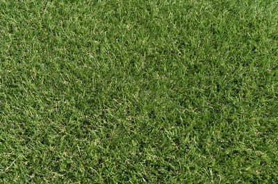 Kunstgras 2 x 4 meter - 20mm ✅ Nederlandse Productie - Uitgeroepen zachtste Grastapijt ✅ Waterdoorlatend | Tuin | Kind | Dier