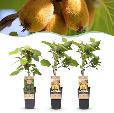 Green boutiQ - Fruitplant - Actinidia Weiki & Golden Kiwi - Kiwiplant - 1 Mannelijke - 2 Vrouwelijke - Planten - Geel - Pot 15cm - Hoogte 50cm