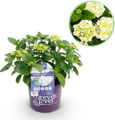 Plantenboetiek.nl | Hortensia - Hydrangea Forever & Ever - Wit - 7-12 Bloemen - Ø23cm - 40-55cm hoog - Tuinplant