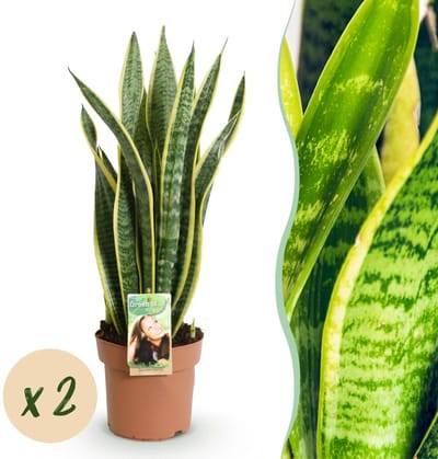 Green BoutiQ - Kamerplanten - Sansevieria Laurentii - Vrouwentong - Weinig onderhoud - Groen - 2 Planten - Pot 17cm - Hoogte 60-70cm
